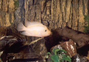 Amphilophus citrinellus 2.jpg