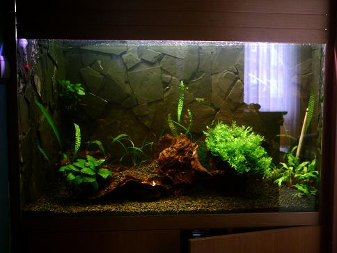 069 zaroslinnionea.JPG