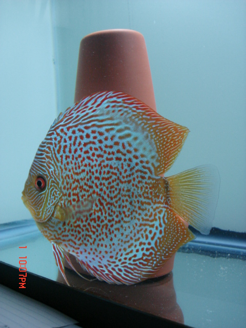 artemia pon 018.jpg