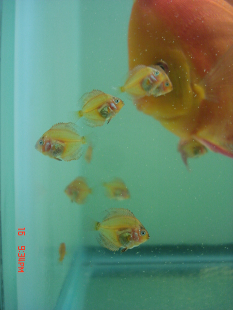 sroda scarlet 013.jpg