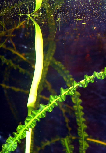 krynia  rzemieniolistna.jpg