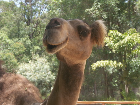 australiazoo 047_resize.jpg