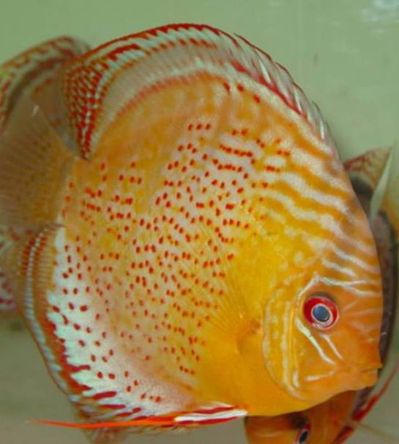 red spotted green.jpg