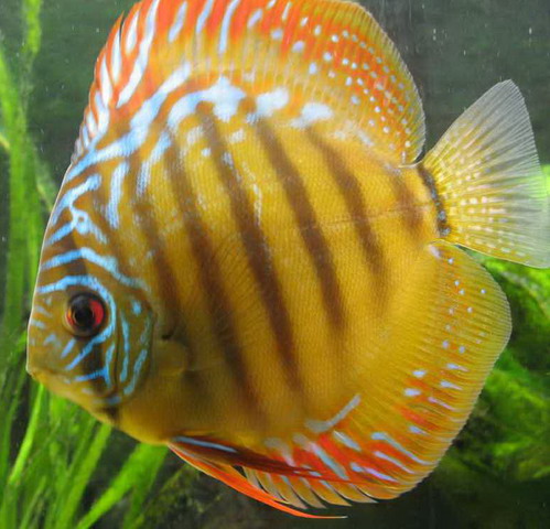 Brown Discus.1.jpg