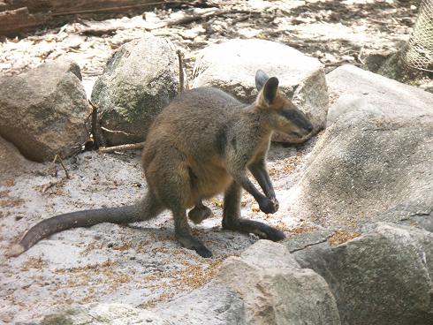 3_cangaroo_discus_brown_male.jpg