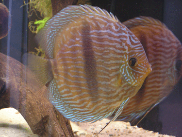 dzikuski 111.jpg.gif