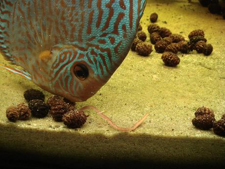 prawie już w pyszczku.JPG