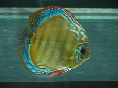 Samiczka z Pary nr 1.jpg