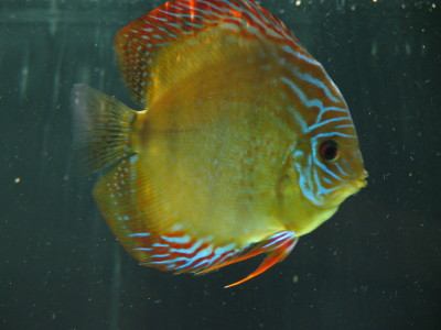 Samiec z Pary nr1 Santarem.jpg