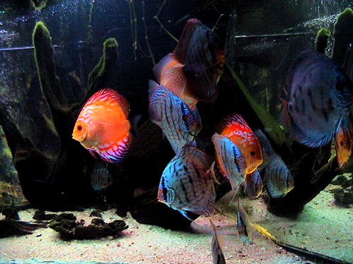 discus 26.11.07 001.jpg