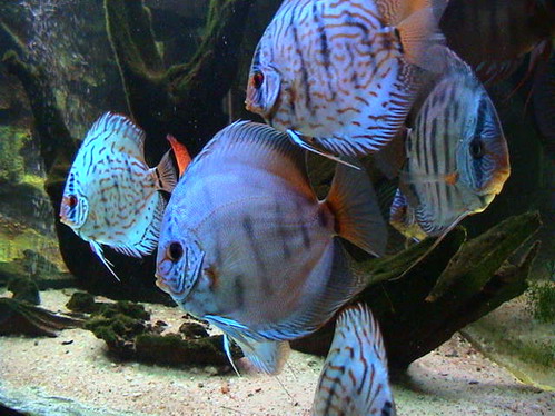 discus 26.11.07 006.jpg