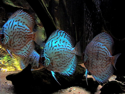 discus 26.11.07 036.jpg