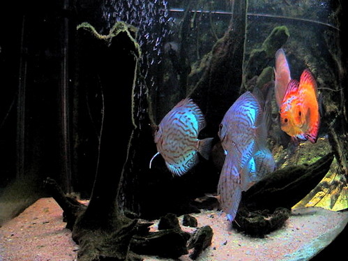 discus 26.11.07 048.jpg