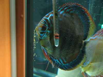 Para nr 1 samica z ikrą.jpg