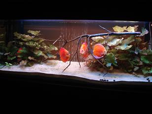 lotosy na piachu.JPG