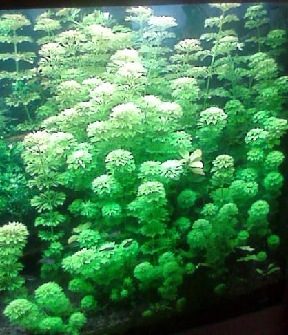 Limnophila sessiliflora.jpg