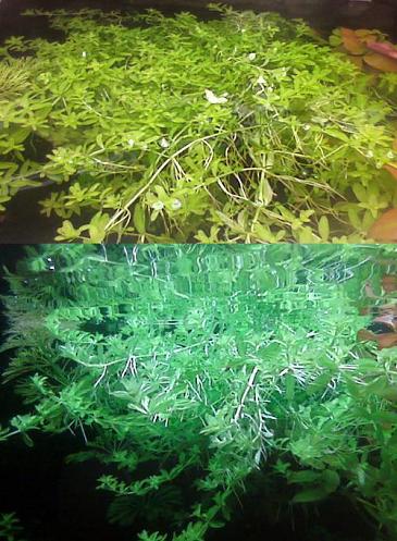 Hemianthus micranthemoides.JPG