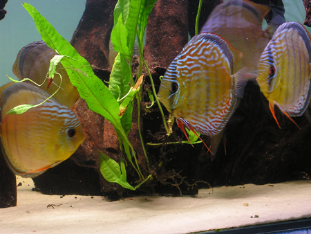 green & blue 4,02,2008 009.jpg