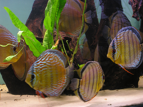 green & blue 4,02,2008 008.jpg