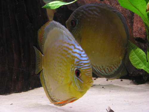 green & blue 4,02,2008 011.jpg