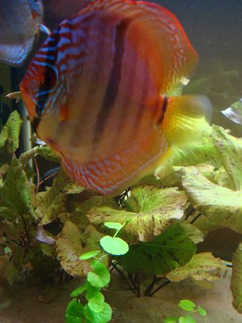 chyba będzie z fajny samiec.JPG