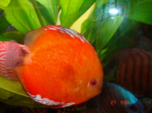 solid fier red k.JPG