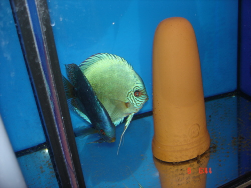 flesh z cobaltem.JPG