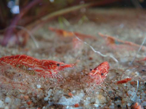 1randka ognistych.JPG