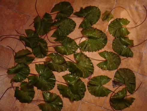 przycinka 2lotosów.JPG