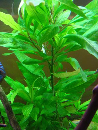 co to za roślinka.JPG