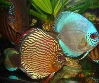 Red turkus-samica.JPG