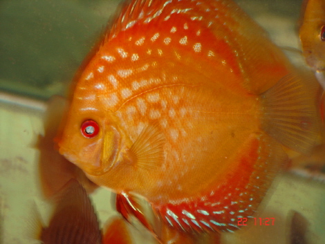 Piegon blood rot 11cm.JPG