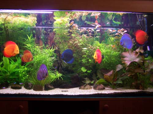 LIPIC 2005 004 kopia.jpg