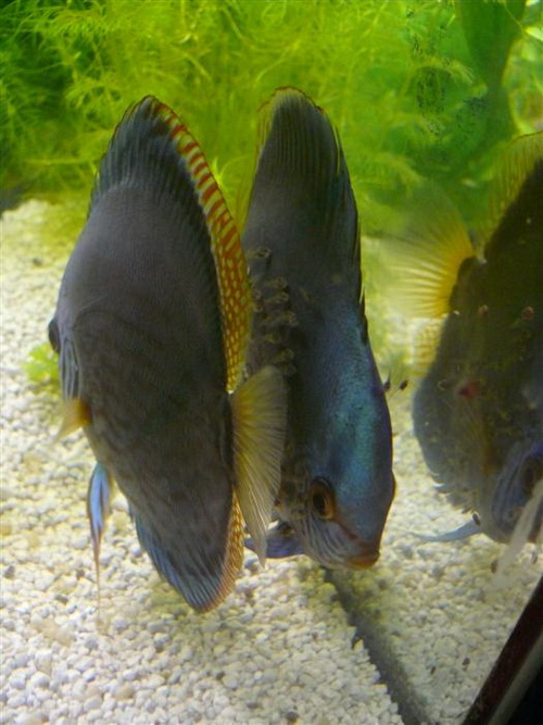 P1010954 (Custom)ccccc.jpg