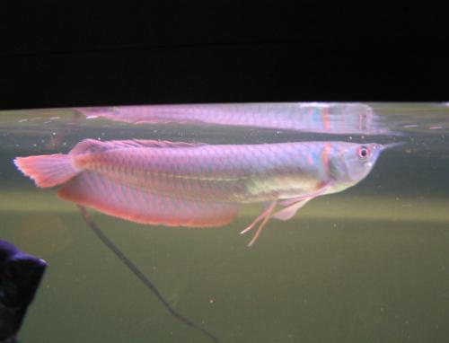 arowana16.09.2008.JPG
