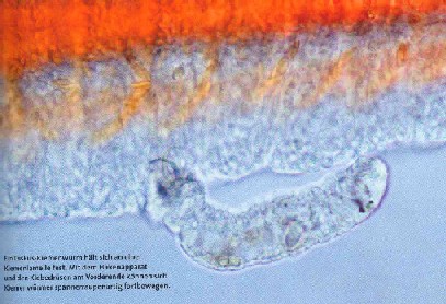 Kiemwurm1.jpg