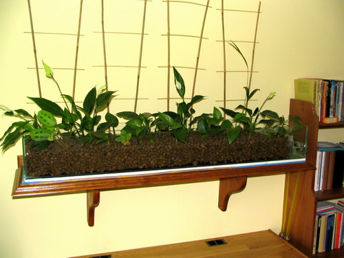 hydroponika 097 02.jpg