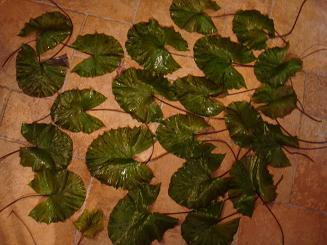 Wycinka liści zbyt wysokich.jpg