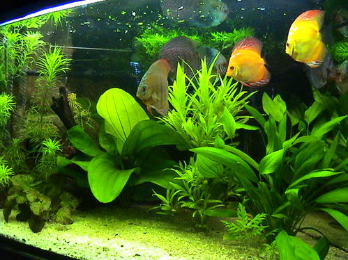 akwa po restarcie 008.jpg