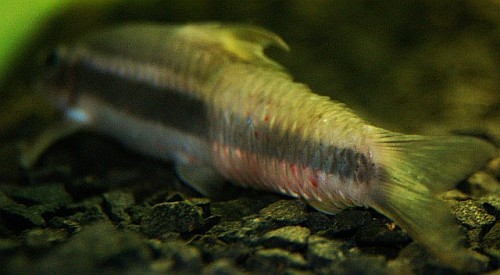 chora kosiarka łuski.jpg