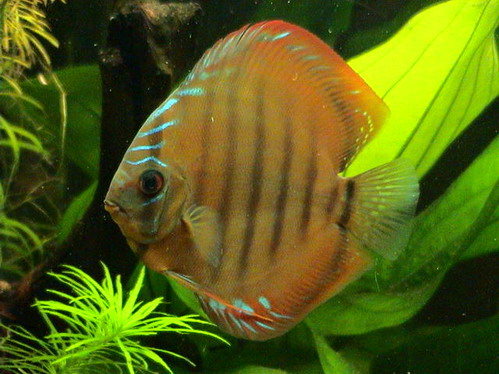 akwa po restarcie 021.jpg