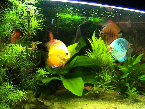 akwa po restarcie 017.jpg