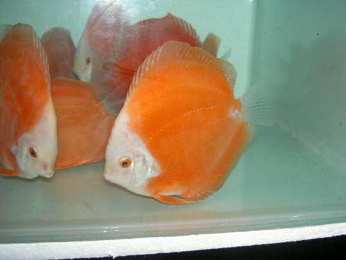 golden red diamond2.jpg