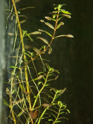 co to za roślinka.jpg