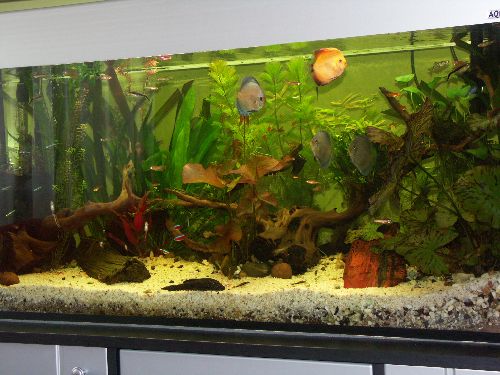 przed atakiem glonów.jpg