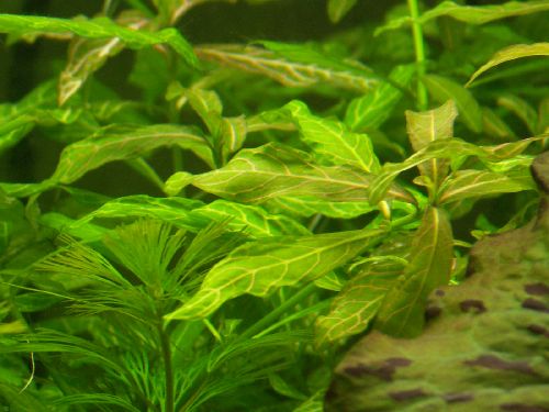 a to co za roślinka.jpg