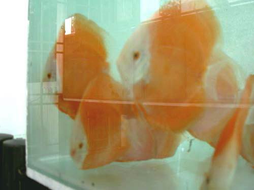 golden red diamond3.jpg