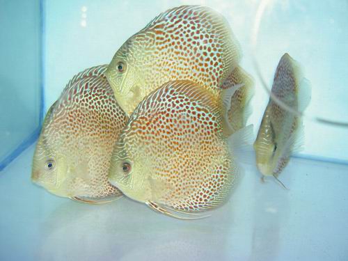 leopard snakeskin.jpg