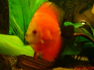 DSC00083 [MiniFoto] (1).jpg