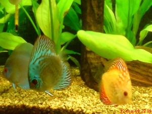 DSC00082 [MiniFoto] (1).jpg